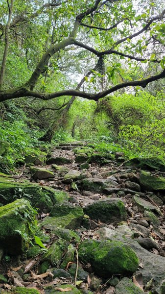 擎天崗系步道巡禮2104330