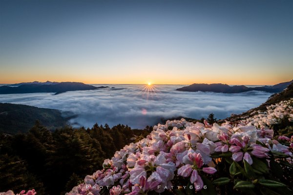 2021.04.26 雲海.日出.玉山杜鵑三個願望一次滿足@石門山1367409