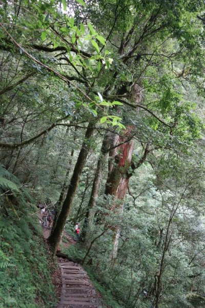 〔桃園復興〕拉拉山巨木，史詩級魔幻森林，75公頃紅檜 扁柏森林浴2237142