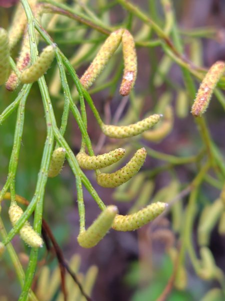 南東眼山連走有勝山2918706