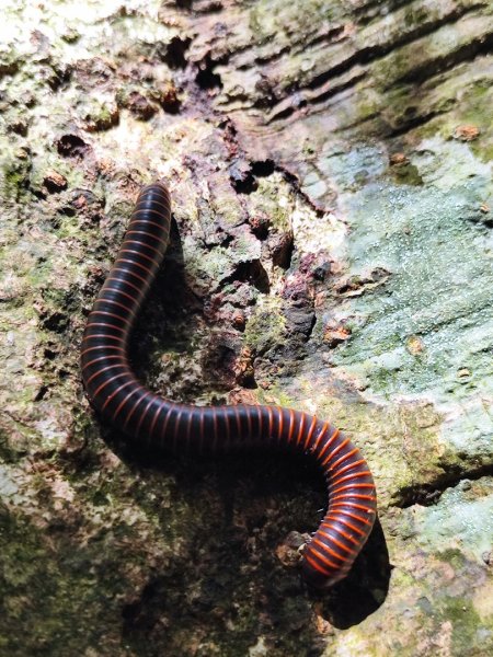 觀音山小鷹尖2818058