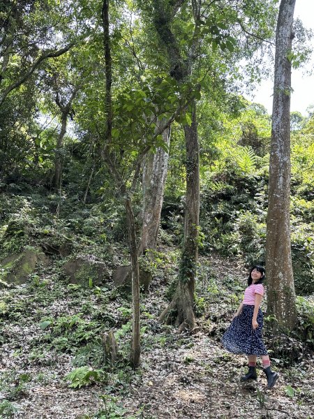 土城賞桐：撒上糖霜的桐花世界2140280