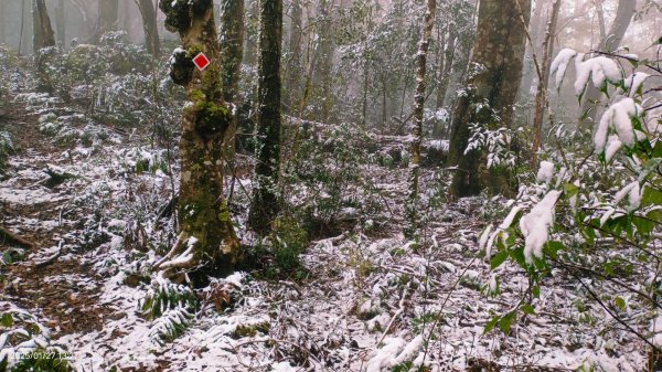 我的2025第一場雪，包場夫婦山，獨享差強人意的雪景&雲海。1/272699848