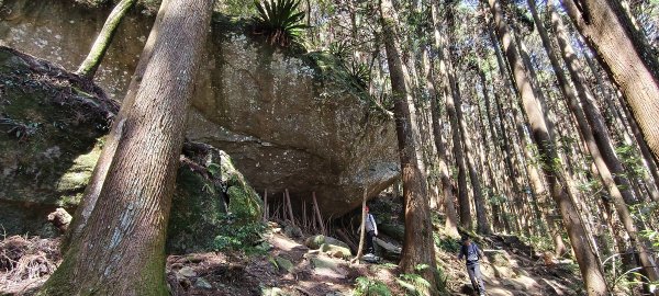 2026/03/18 加里山+大坪山 O型3020018