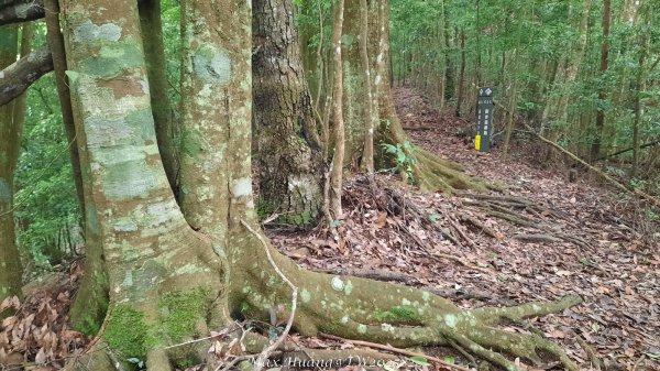 《台中》優美稜線｜橫嶺山自然步道（大雪山社區南登山口）202505312800213