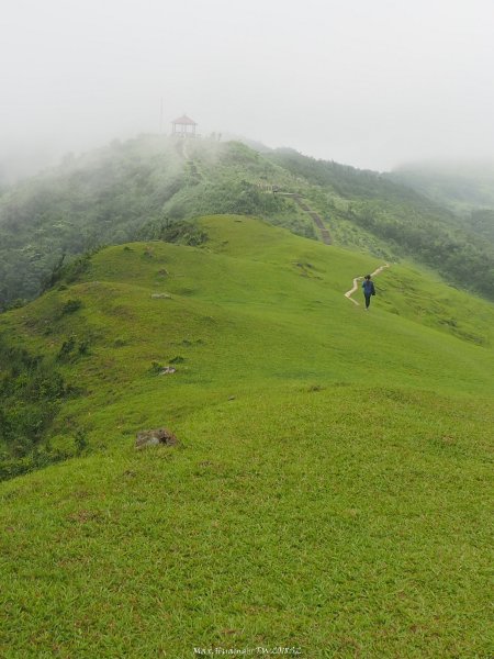 《新北》草原牛群｜貢寮桃源谷步道(內寮線)201805172887808