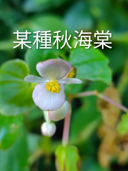 石盤坑 墘溪 橫屏山西峰 橫屏山2890684