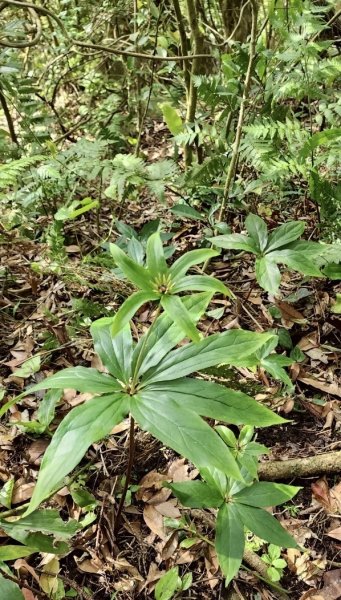 大屯西南稜-上大屯尋找八角蓮採野🥬-貴子坑連走六峰2756167