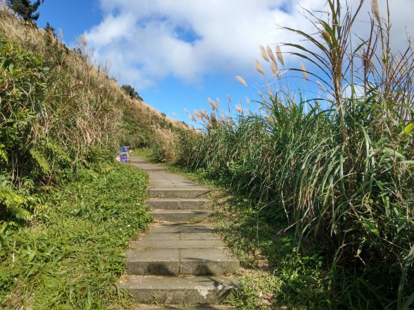 五分山步道登小百岳賞芒行+平溪公路落羽松776132