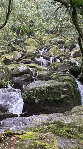 卡保石壁一葉蘭（耘夢谷上逐鹿山下O走）2809532