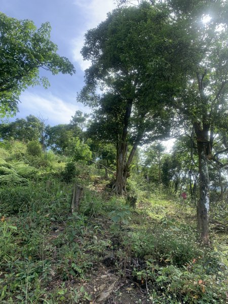 20250531屏東虻彈山東峰2803164