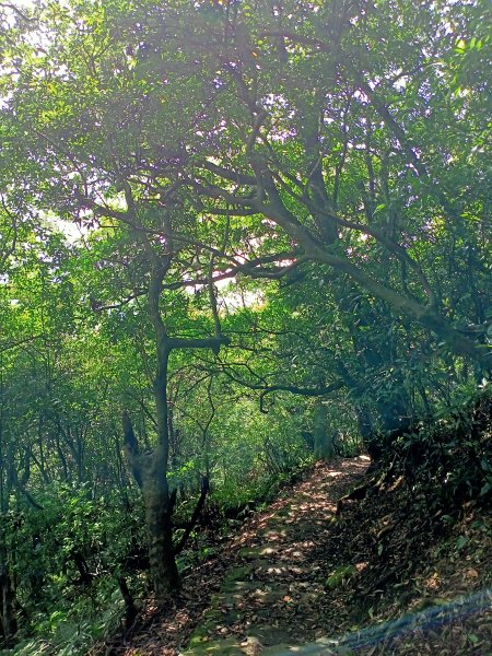 悠遊陽明山前山公園、紗帽山1846177