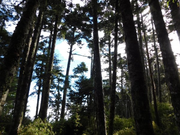 國慶日走雪主東464534