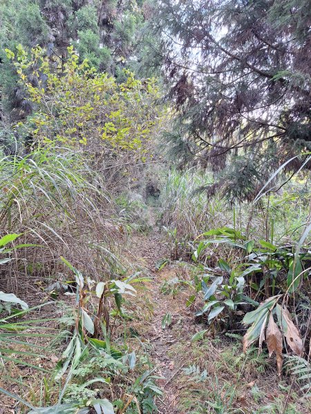 盡尾山202512252971984