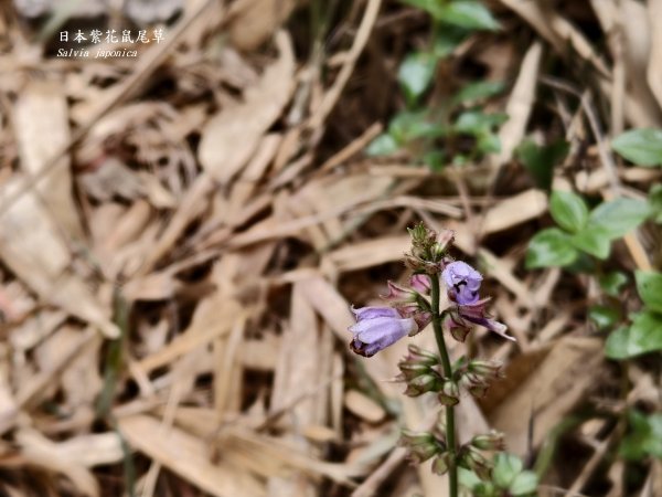 [百山百鳥尋旅-11/15] 2025_0927 大屯主峰-連峰步道_大屯山2899257