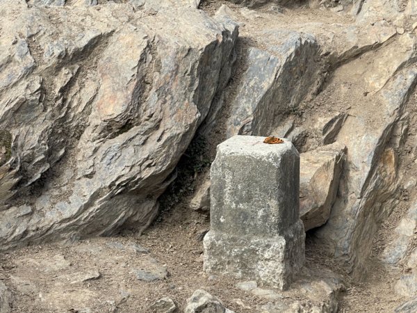 見證最美麗北大武山雲海、鐵杉1318805