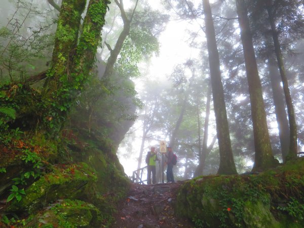 【新竹】觀霧迷幻森林：檜山巨木群步道1111954