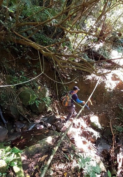 新店小粗坑赤蘆古道越嶺O型2784481