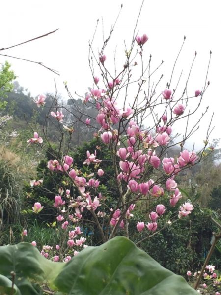 滿山滿谷的木蓮、山櫻花（樟樹湖古道）270261