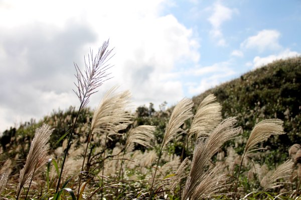 【金瓜石】漫山芒花怒放浪漫，礦山藍海奇景夢幻！2964018
