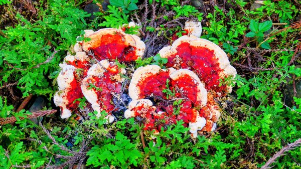 油羅山(一上三下)2959188