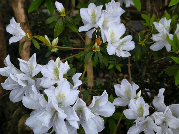 2025-03-08 汶水三山：金童山、汶水山、玉女山 連走2736582