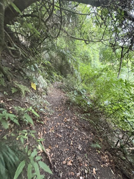 20251129女仍山步道2951781