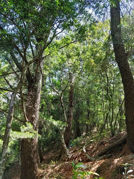 惠蓀林場杜鵑嶺步道398120