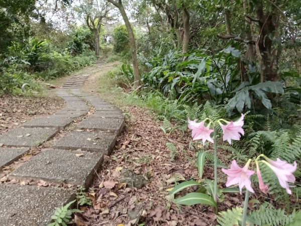 汐止區小南港山(橫科山)+白匏湖+白匏湖山+白雲古道2970623