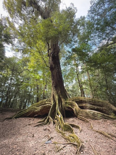 雪見遊憩區 探訪森林雪見之王2950848