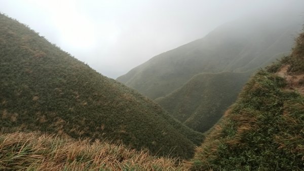 我要向『抹茶山』舉目