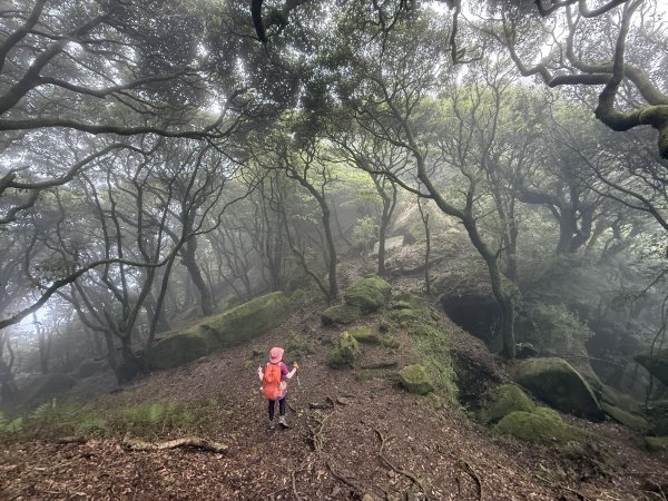 加里山O繞20250713(大坪登山口-杜鵑嶺-加里山-避難小屋-大坪登山口)2836905