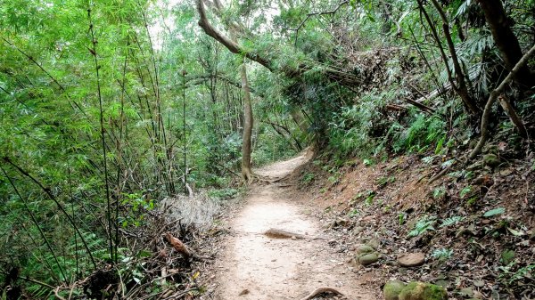 今天，我想來點飛鳳山，叮咚。1142040