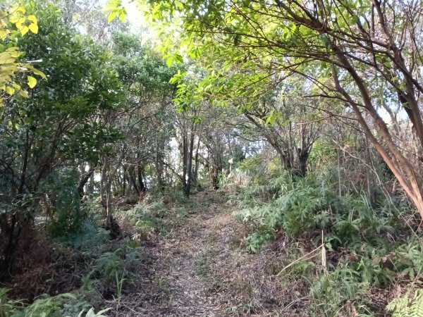 基隆市/萬里區界寮縱走之三界山+三界山西峰+開眼尖山+七分寮山+瑪七產道山泉水接水亭2979597