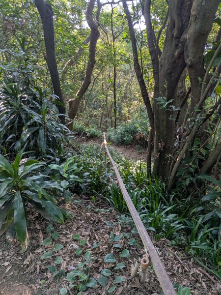 2025-06-21 臺北大縱走第五段來回 & 大崙頭尾山親山步道2818768