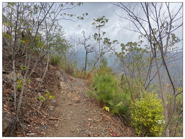 惠蓀林場 杜鵑嶺 O遶一圈3010269
