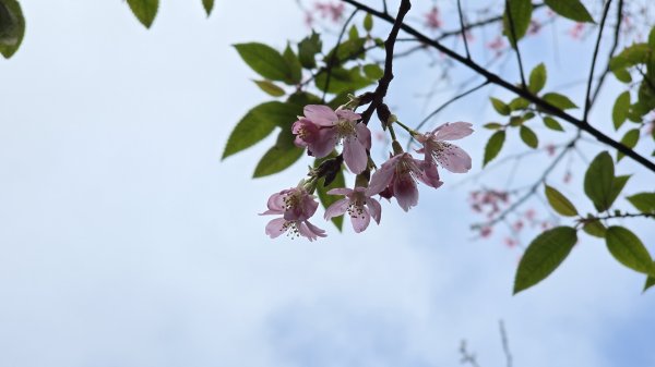 2025貓空杏花林杏花大爆發，粉紅、深紅及白色杏花爭奇鬥艷，從公車站步行20分鐘即抵達2720172