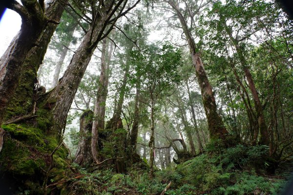 宜蘭 大同 見晴山2890622