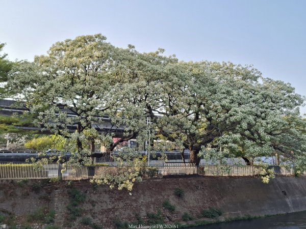 《台中》粉紅浪漫｜潮洋環保公園河岸步道202602-033022455