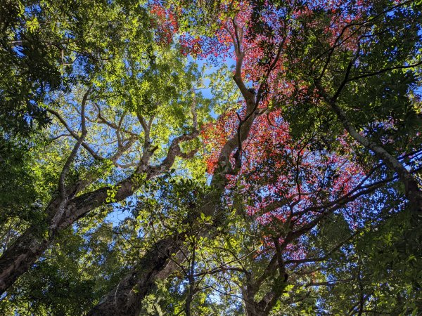 馬那邦山細道邦山1548146