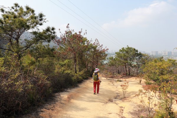 HK - 九徑山1499595