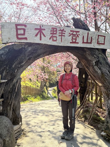 司馬庫斯巨木步道+櫻花祭202602193009425