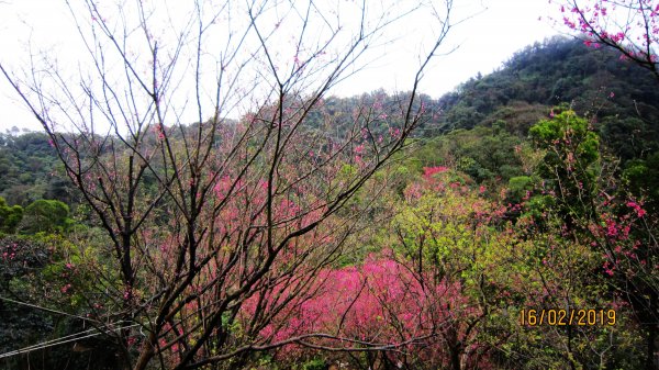 中和步道越嶺土城太極嶺 ~ 櫻花一路相迎 !527984