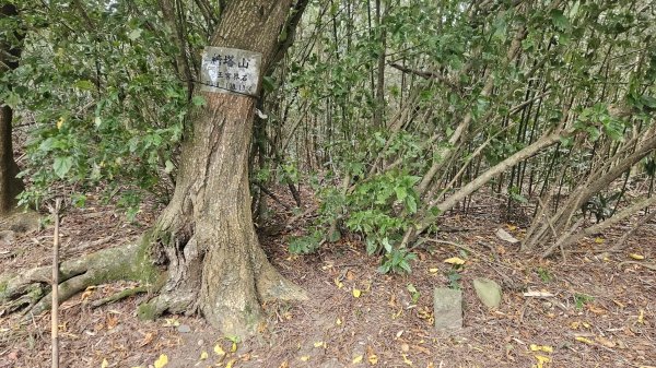 20251226糖塔山-埤塘窩山-石頭坑山2969764