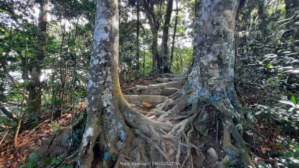 《新竹》斷崖神木｜北得拉曼步道小P繞202510172917498