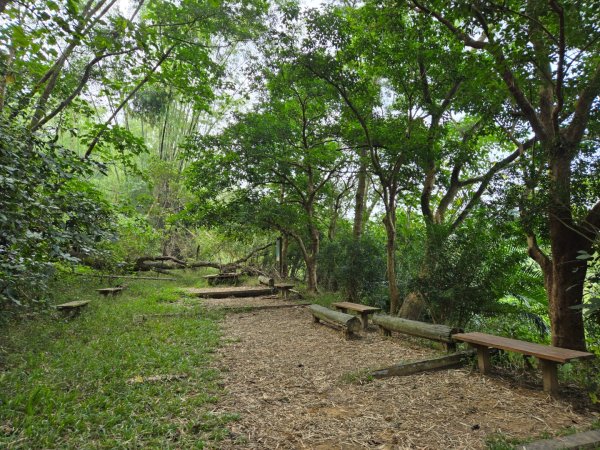 美濃雙溪樹木園（九芎林山）2652554