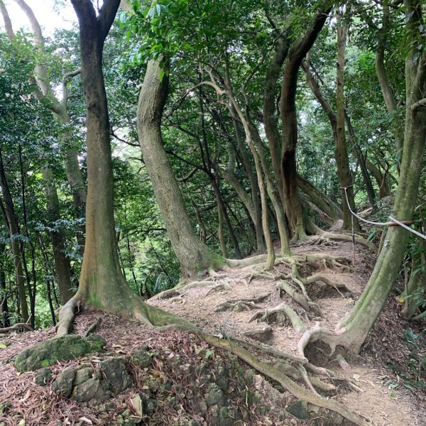 20260412鳶山東峰、長春嶺、鳶山（福德坑山）三角點、鳶山彩壁、鳶山岩、光復紀念鐘3045603