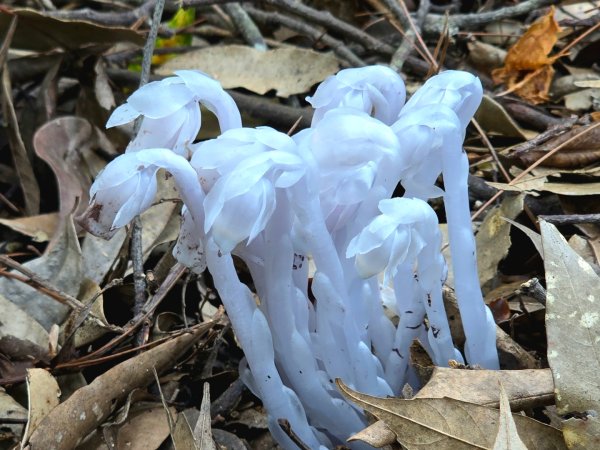 橫嶺山／沙蓮山／笛吹山O繞2787695