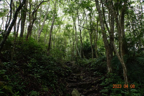 苗栗 泰安 虎山2107192