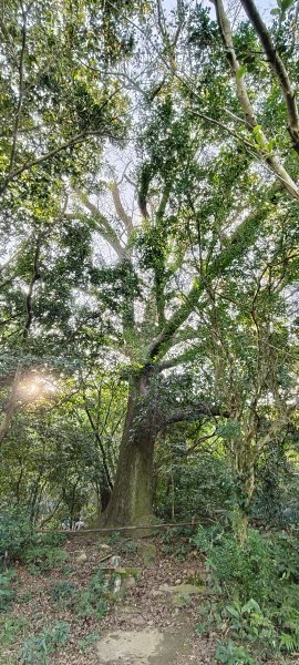 2024/12/28-蓮華山古道群：飛龍步道、進香古道、採茶古道、載熙古道2678886